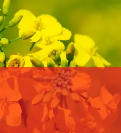un montage photo de colza en fleur avec un aplat géométrique aux couleurs de la gamme insecticide Ascenza